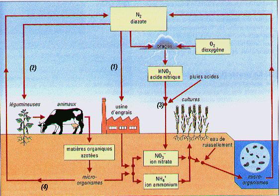 Cycle Azote